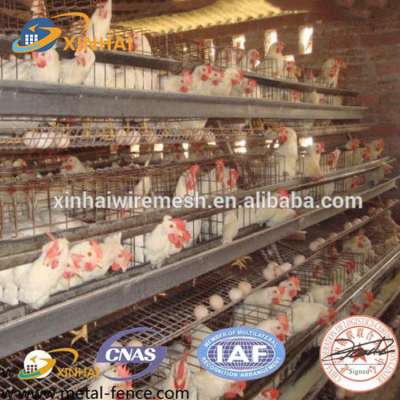 Professional design layer chicken cages