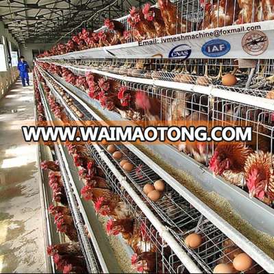 chicken cage manufacture supply poultry cage with automatic water system